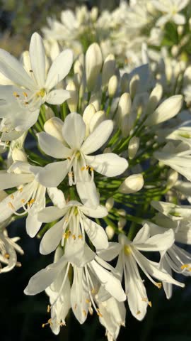 A bunch of white flowers with yellow centers. The flowers are in full bloom and are very pretty