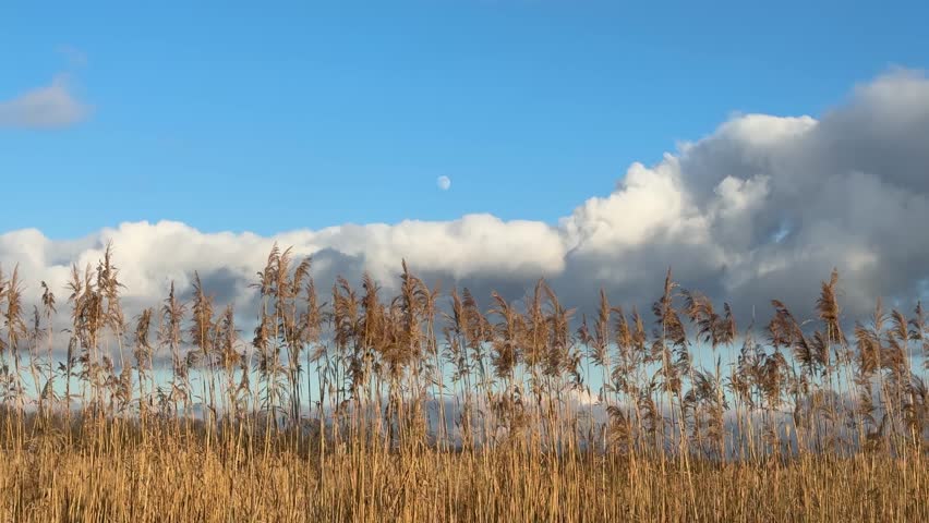 Reed grass plumes in front of sky clouds.