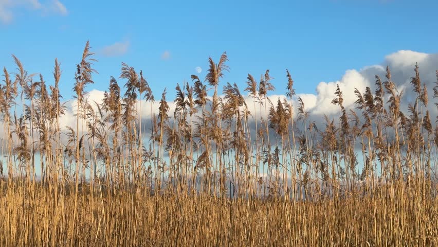Reed plumes grass against blue sky and clouds.