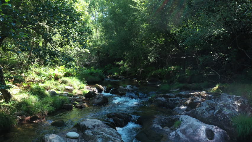Mountain clear stream in the forest, natural landscape on a sunny summer day.