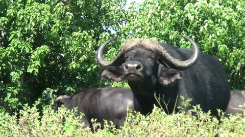 Male of buffalo,Botswana