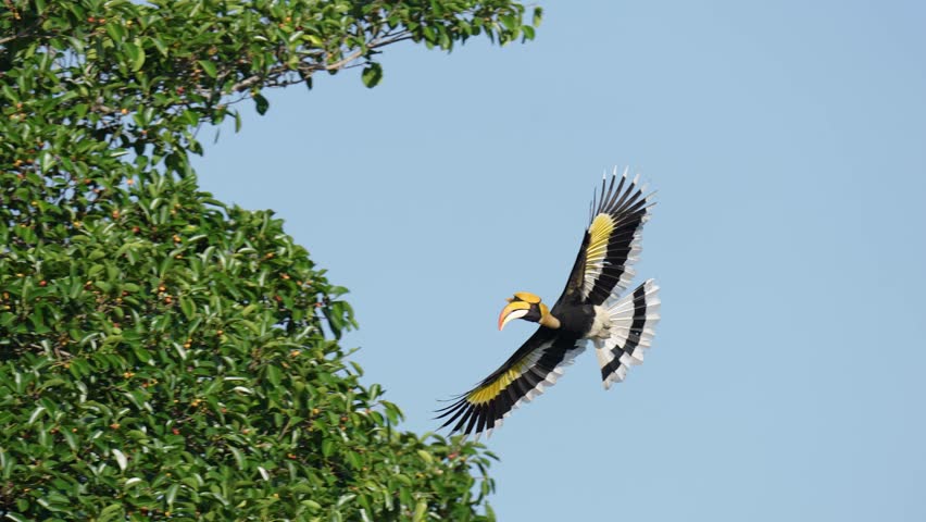 Great Hornbill (Buceros bicornis ) eating ripe figs.Bird watching with telephoto in the forest.