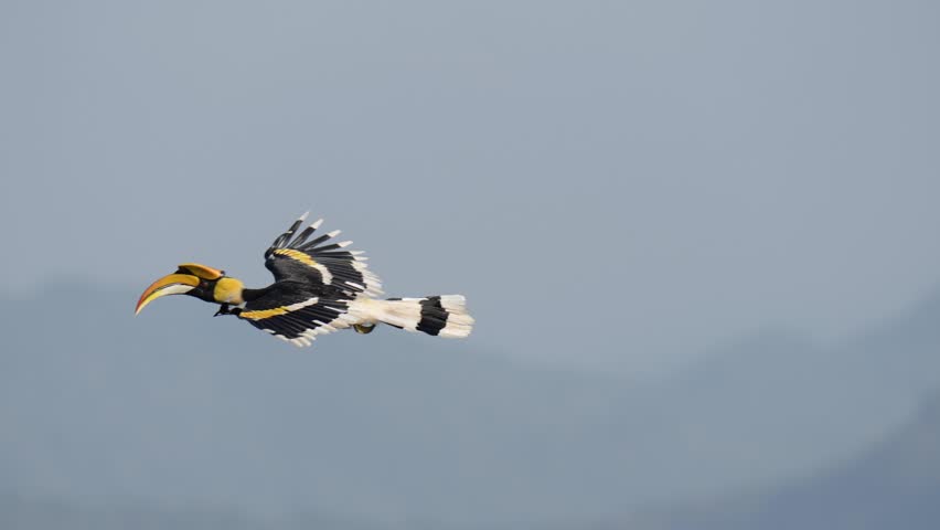 Great Hornbill (Buceros bicornis ) Flying freely in the sky.Bird watching with telephoto in the forest.