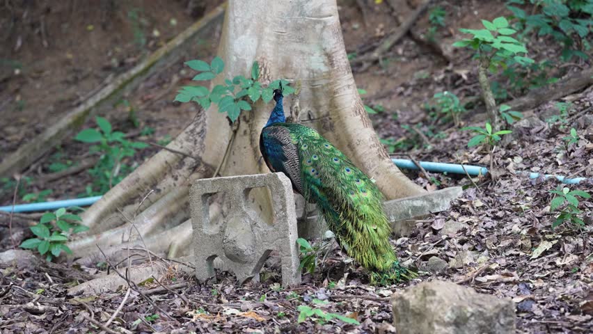  India Peafowl (Pavo cristatus) male Beautiful colors