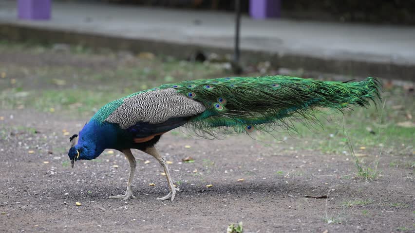  India Peafowl (Pavo cristatus) male Beautiful colors