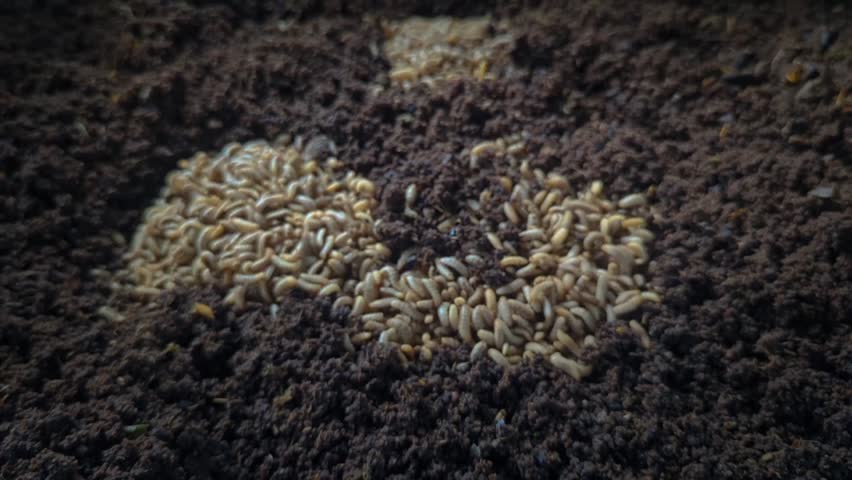 video of cultivating BSF (Black Soldier Fly) maggot caterpillars with the Latin name Hermetia illucens