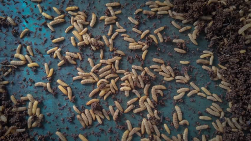 video of cultivating BSF (Black Soldier Fly) maggot caterpillars with the Latin name Hermetia illucens