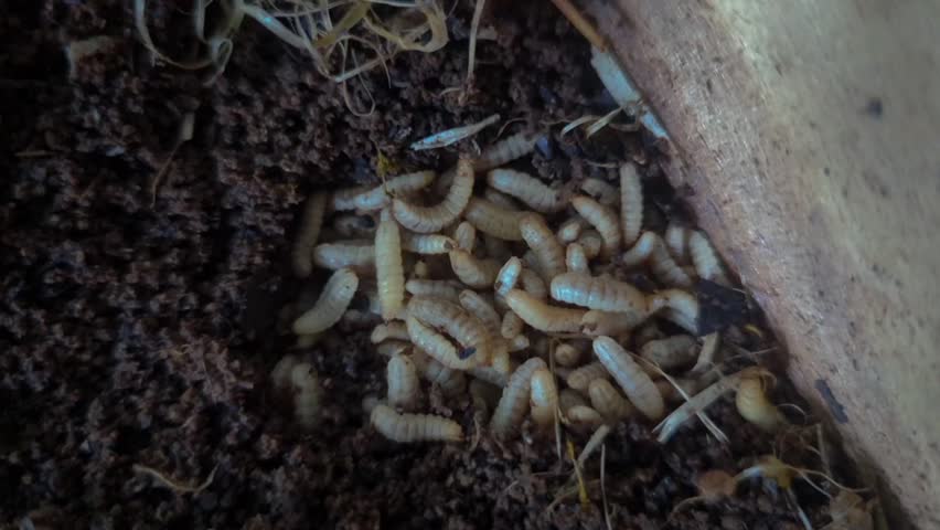 video of cultivating BSF (Black Soldier Fly) maggot caterpillars with the Latin name Hermetia illucens