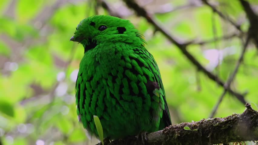 Nature wildlife Whitehead