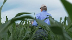 farmer walks field checking crop shoots, agriculture concept, farmer works digital tablet field nature, farmer cap tablet outdoors, business eco industry, business work person entrepreneur, fresh soil - Powered by Shutterstock - Get 15% off with code: PIKWIZARD15