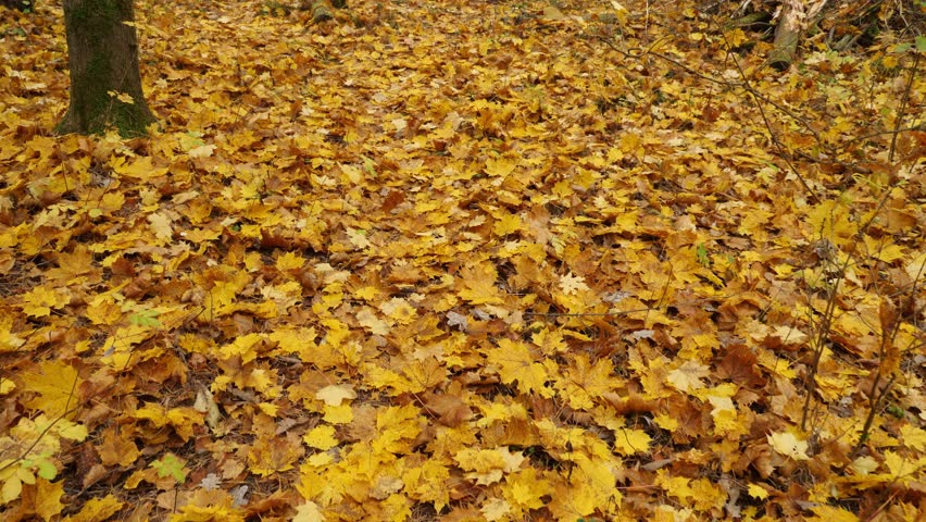 Smooth gimbal movement capturing vibrant yellow leaves on the ground in a forest
