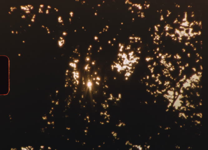 Golden sunlight filtering through dense tree leaves captured on vintage 8mm film, creating a nostalgic and cinematic atmosphere