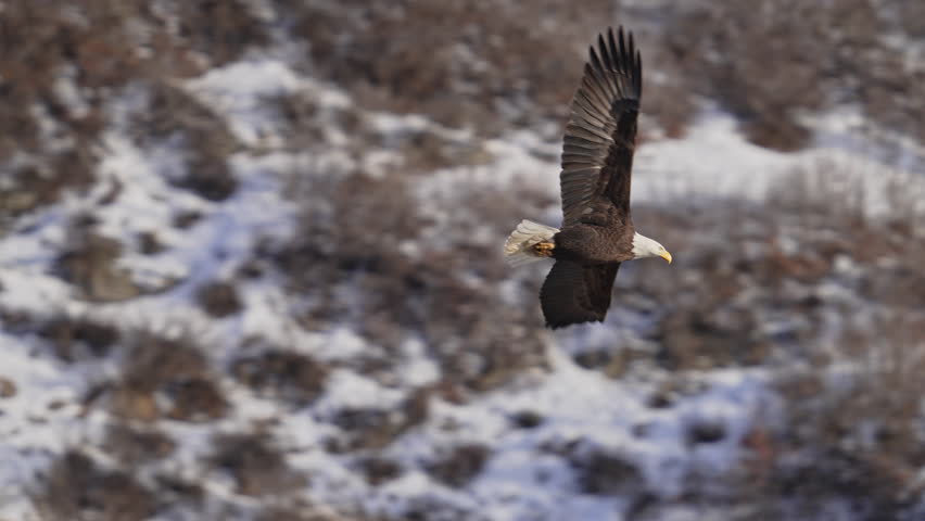 Bald Eagle flying in slow motion in Provo Canyon in Utah.
