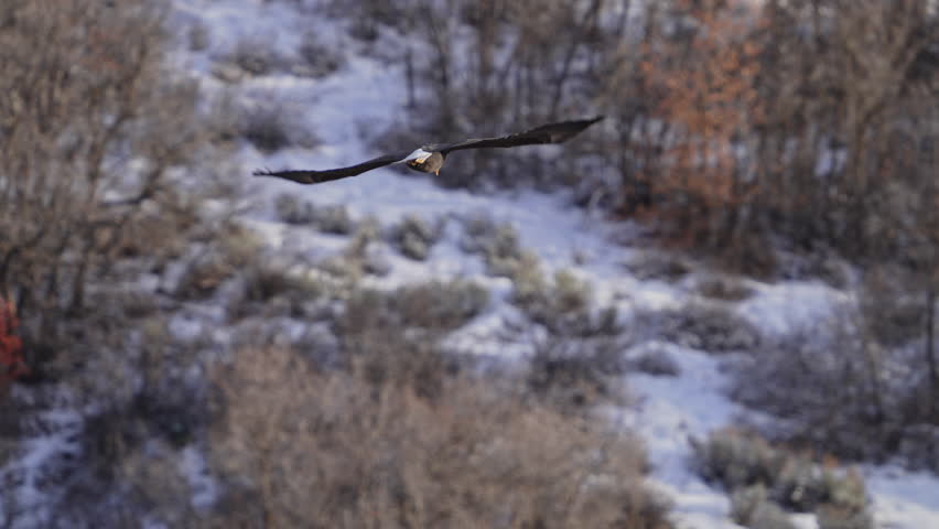 Bald Eagle flying in slow motion in Provo Canyon in Utah.