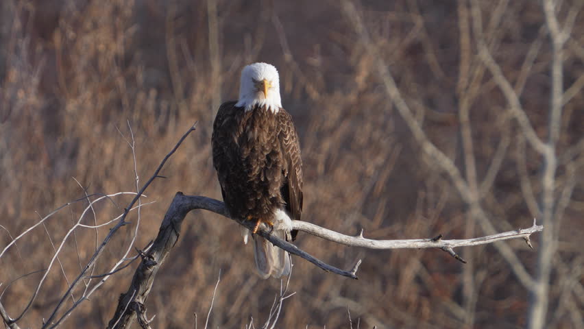 Bald Eagle perched on a tree branch looking around in Provo Canyon, Utah.