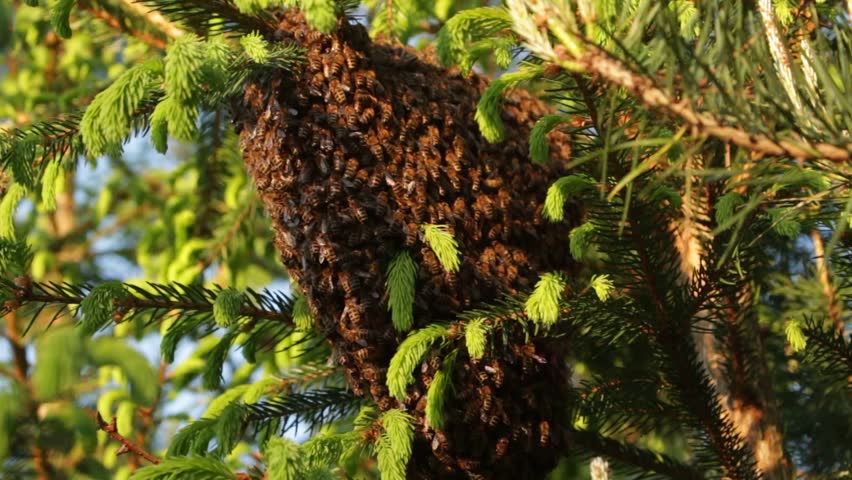 A mesmerizing video of a bee swarm resting on a spruce branch, showcasing the beauty of nature's harmony and buzzing activity