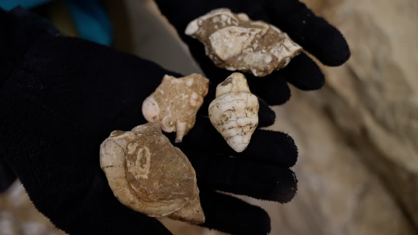 Paleontologist handling sedimentary rock samples, wearing protective gloves while analyzing geological evidence of ancient lifeforms during research expedition