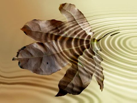 fall leaf under the water