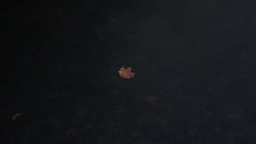 A dried yellow Canadian leaf bobby and floating on shallow dark clear water with more leave covering the the lake floor in the background