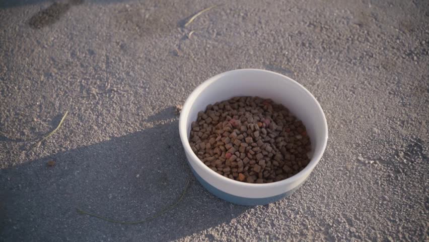 A playful dog eagerly eats from its bowl