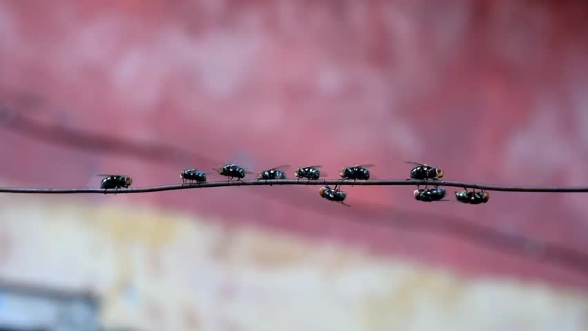 flies hovering on wire ropes