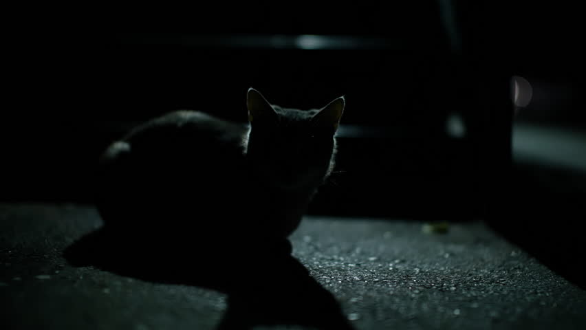 Black cat sitting motionless, staring directly at camera lens with piercing gaze amid deep nocturnal shadows, creating haunting silhouette