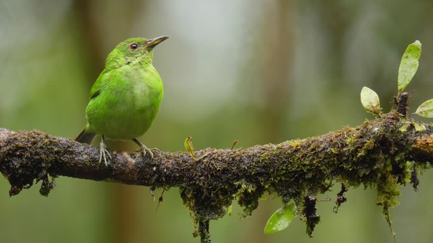 Pacific Side of Central and Western Panama Winter 2024. E.g. Gamboa, Birding Paradise, Pipeline Road, Boquete, Cerro Punta.