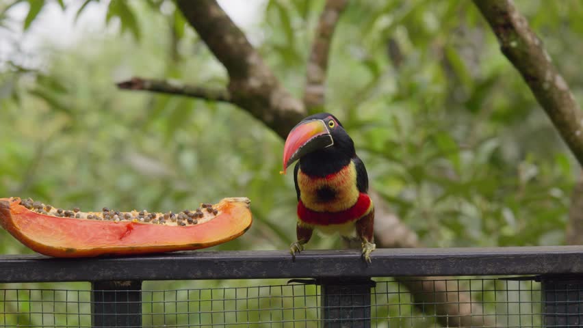 Pacific Side of Central and Western Panama Winter 2024. E.g. Gamboa, Birding Paradise, Pipeline Road, Boquete, Cerro Punta.