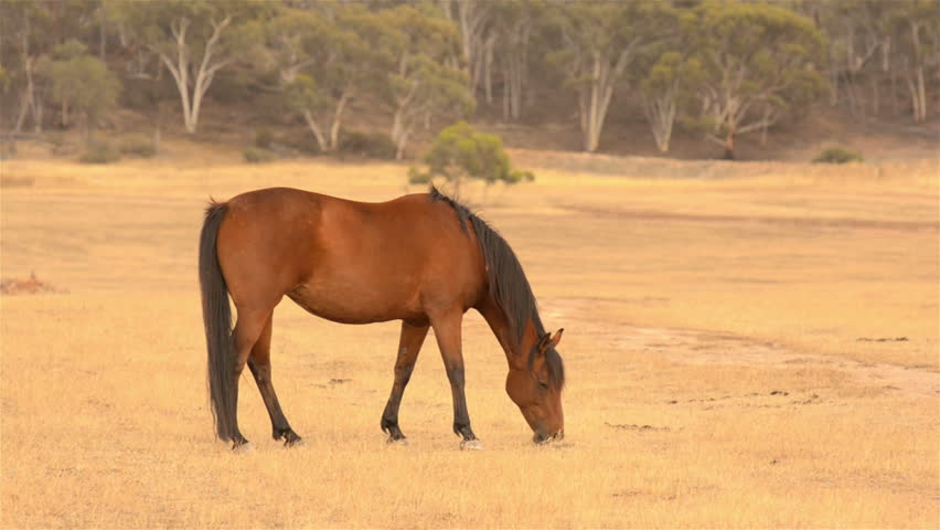 A horse grazing in dry pasture, in the Australian summer.