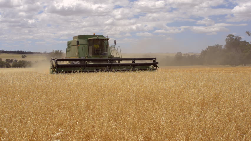 A farmer on a combine harvester (header) harvesting a crop of oats.