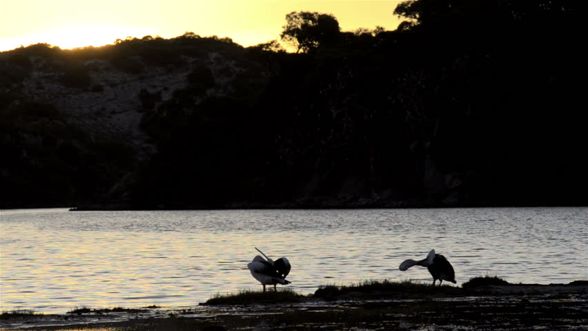 Pelicans waking up on a small island on the Moore River, near Guilderton,