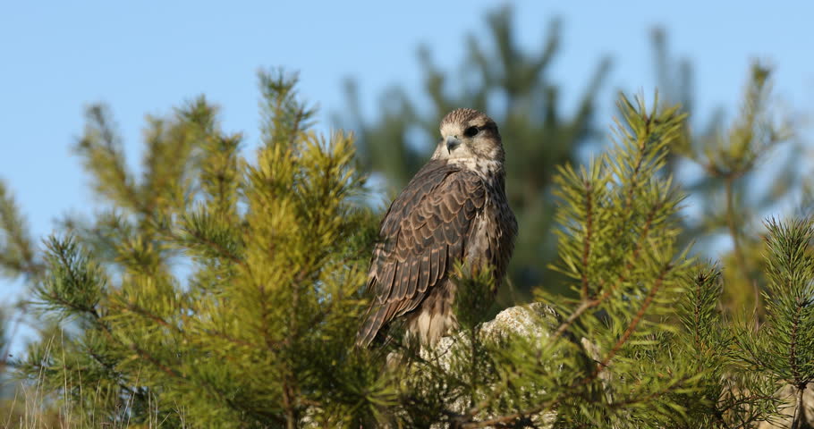 Portrait of falcon. Hunting saker falcon, Falco cherrug, perched on rock cliff, watching for prey. Bird of prey in landscape with pine trees. Majestic raptor. Bird natural behavior. Wildlife nature.