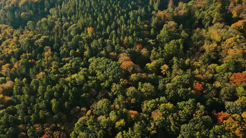 Aerial view of colorful autumn forest covering rolling hills under bright sky. Panoramic view on mountains covered in colorful pine trees. Beautiful nature landscape