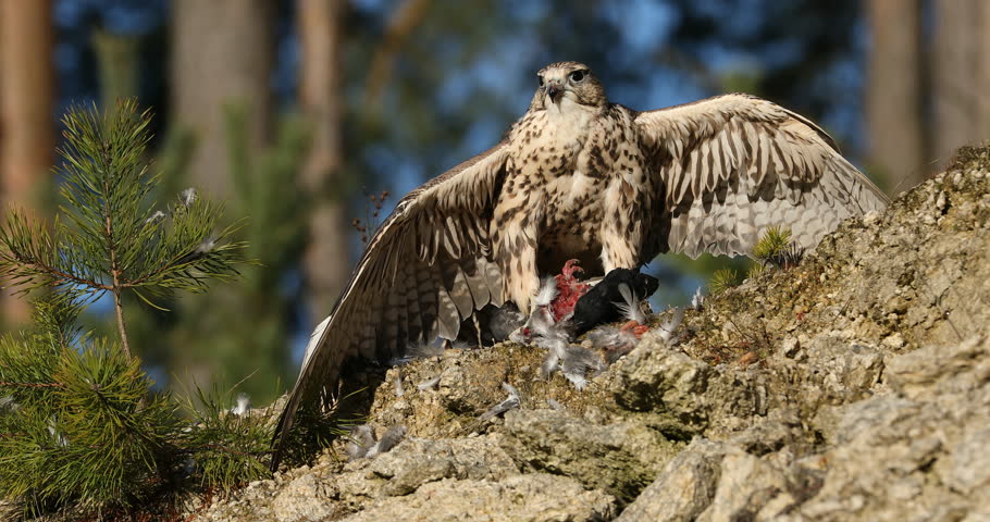 Falcon with prey. Saker falcon, Falco cherrug, perched on rock cliff, tearing caught killed pigeon. Bird of prey in landscape with pine trees. Majestic raptor. Bird natural behavior. Wildlife nature.