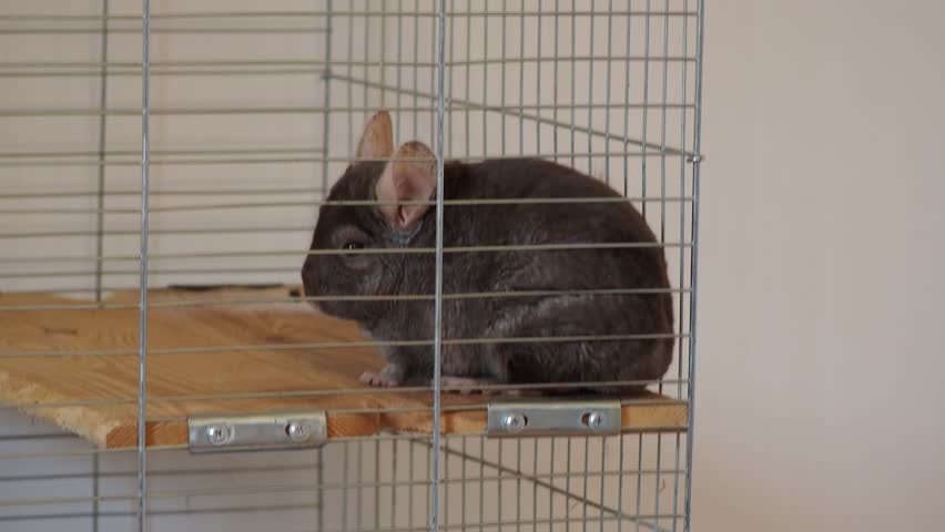 Authentic documentary footage showing peaceful chinchilla (Chinchilla lanigera) during feeding and care routine in cage environment. Unedited, real-life capture of natural pet behavior.