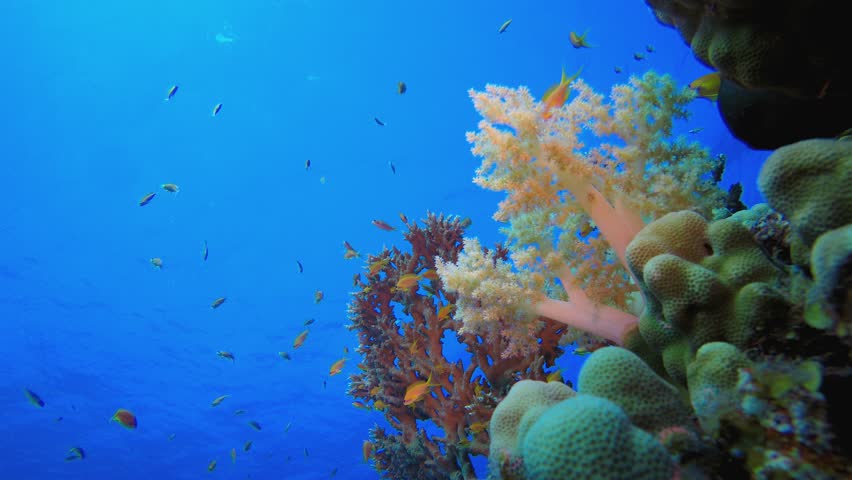 Reef Underwater Coral Garden. Tropical underwater sea fish. Colourful tropical coral reef. Scene reef. Marine life sea world. Underwater fish reef marine.