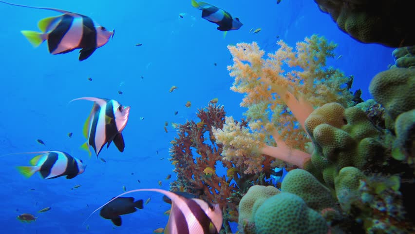 Reef Underwater Coral Garden. Tropical underwater sea fish. Colourful tropical coral reef. Scene reef. Marine life sea world. Underwater fish reef marine.