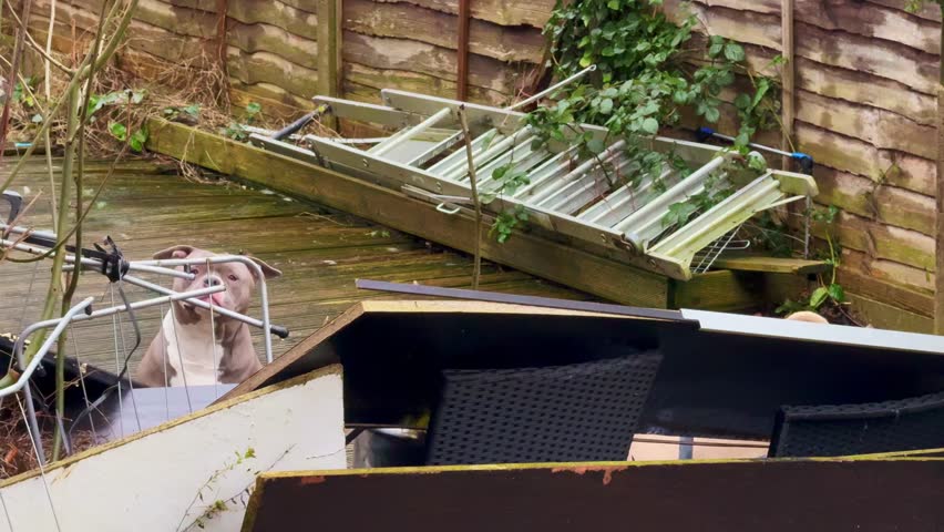 Two big Pit Bull Terrier dogs in the backyard