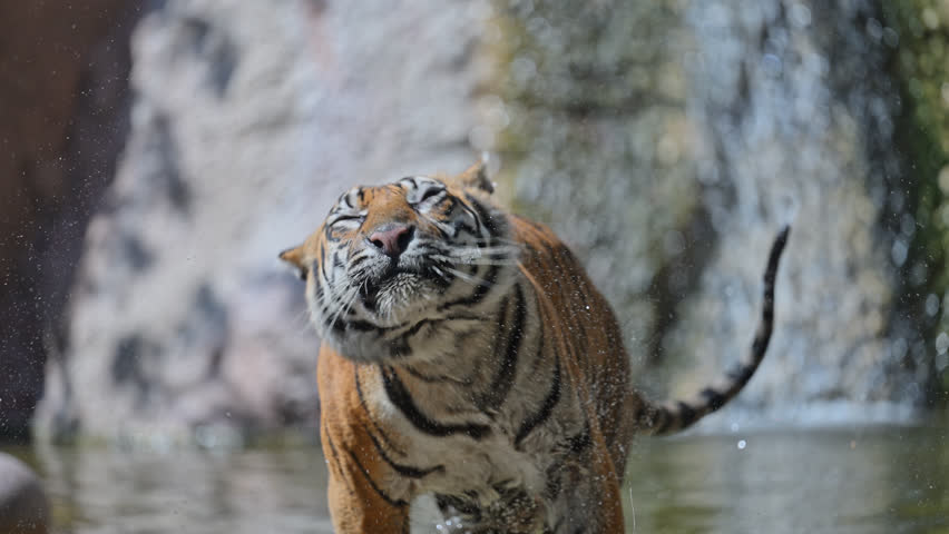 Amur tigers playfully splash water, interacting with each other, creating stunning water droplets.