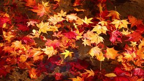 red maple leaves floating on the pond - Powered by Shutterstock - Get 15% off with code: PIKWIZARD15