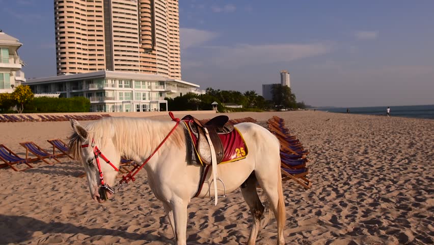 Man riding horse on the beach