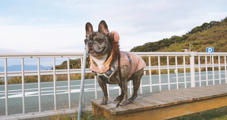 French bulldog on a wooden bench waiting for the owner