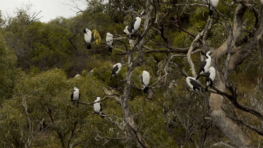 Australian cormorant or darter birds perched in a tree on the banks of the Moore