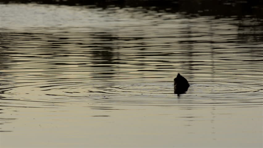A duck diving on a river, with ripples circling around it.