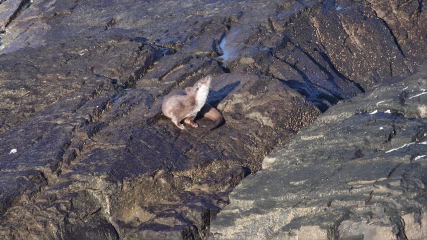 An otter (Lutra lutra)  sits on rocky terrain in a natural coastal setting, showcasing wildlife in its undisturbed habitat.