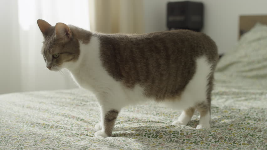 Cat Walking Gracefully on Floral Bedspread
