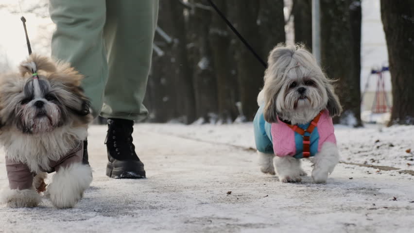 Two Shih Tzu dogs in winter jumpsuits are walking along a snowy park path with their owner. The atmosphere is calm and cozy