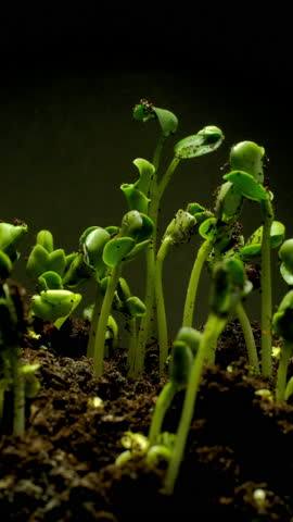 Growing seeds rising from soil vertical time lapse video.