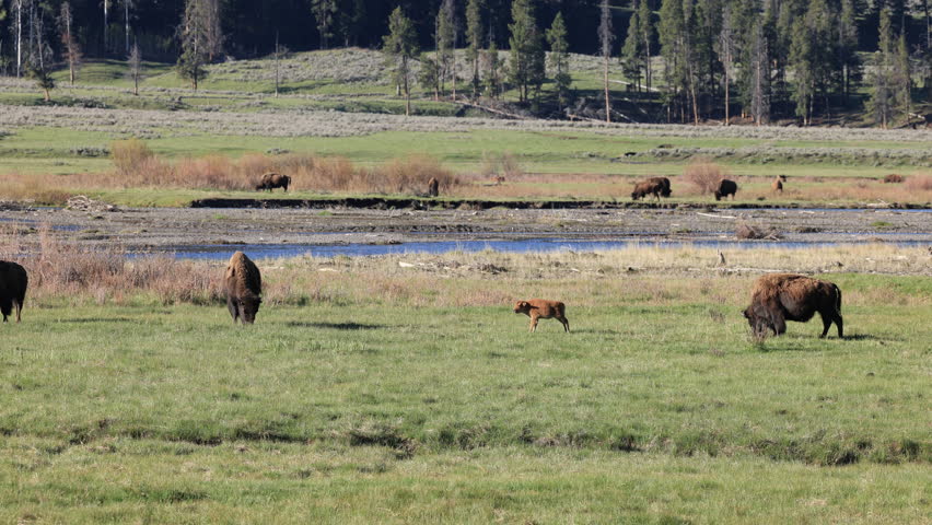 A herd of American bison, including a calf known as a ‘red dog,’ graze peacefully in a sunlit meadow beside a river in Yellowstone’s Lamar Valley, basking in the warmth of a spring day in Wyoming.