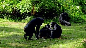 Group Of African Chimpanzees On Their Habitat On Captivity In A Zoo Park In Africa. Static Shot - Powered by Shutterstock - Get 15% off with code: PIKWIZARD15